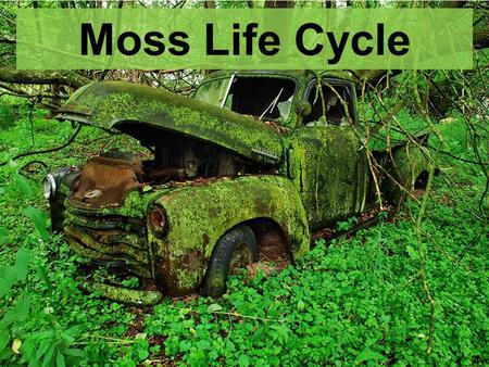 Moss Life Cycle.