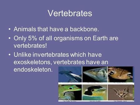 Vertebrates Animals that have a backbone.