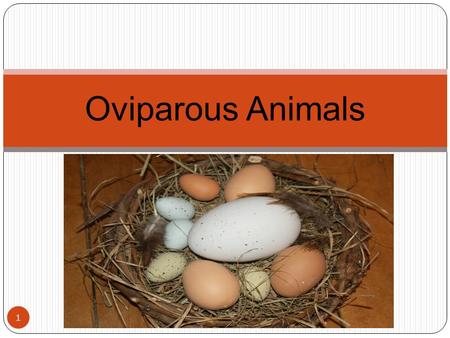 Oviparous Animals.
