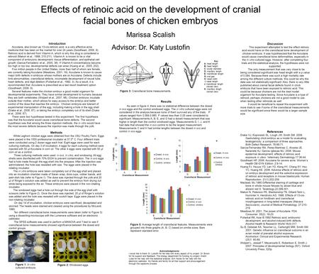 Effects of retinoic acid on the development of cranial facial bones of chicken embryos Marissa Scalish Advisor: Dr. Katy Lustofin Introduction Accutane,
