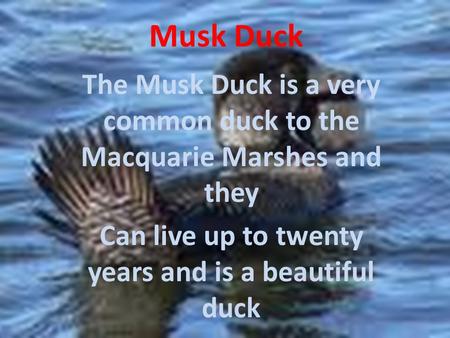 Musk Duck The Musk Duck is a very common duck to the Macquarie Marshes and they Can live up to twenty years and is a beautiful duck.