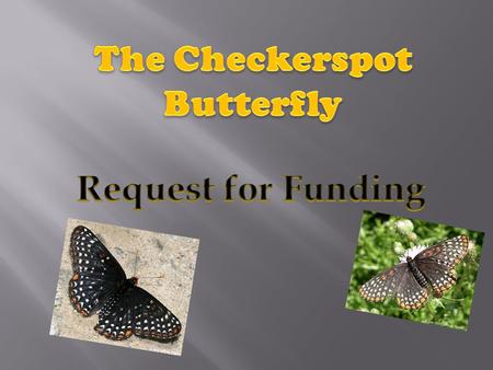 The Checkerspot butterfly Named the official Maryland State insect in 1973 Their family and subfamily is Nymphalinae Their Eggs are laid in groups of.