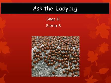 Sage D. Sierra F. Ask the Ladybug. Introduction Name of animal: Ladybug Scientific Name of animal: Conciella Septempunctata Vertebrate or Invertebrate: