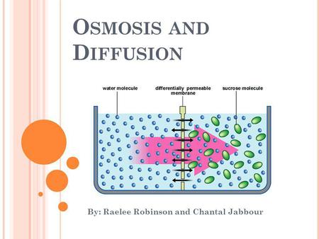 O SMOSIS AND D IFFUSION By: Raelee Robinson and Chantal Jabbour.