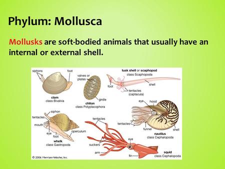 Phylum: Mollusca Mollusks are soft-bodied animals that usually have an internal or external shell.