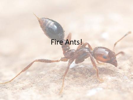 Fire Ants!. In the 1930s, the red imported fire ant was introduced to the United States at the port of Mobile, Alabama. Originating in South America,