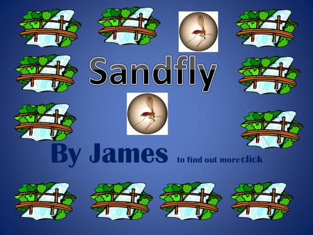 By James to find out more click Sandfly Profile Weight: 0.04 grams Size: This big Length: 2-3 mm Height: 1 mm Colouring: Sandflies are Black Maori name: