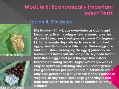 Life History - Stink bugs overwinter as adults and become active in spring when temperatures rise above 21 degrees Centigrade (above 70 degrees F). Each.