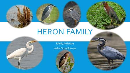 HERON FAMILY family Ardeidae order Ciconiiformes.