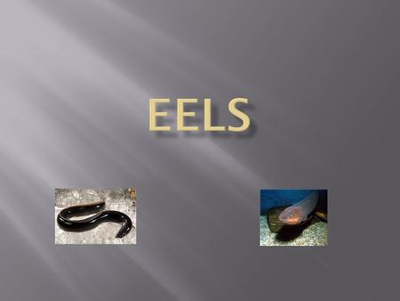 Where do eels live? Eels live in holes and crevices in the corals. How do you catch eels? Get together a good assortment of fishing tackle. Catching eels.