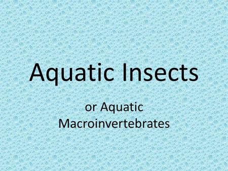 or Aquatic Macroinvertebrates