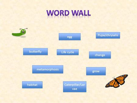 Word Wall Pupa/chrysalis egg butterfly Life cycle change metamorphosis