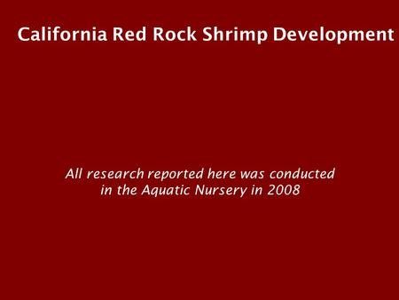 California Red Rock Shrimp Development All research reported here was conducted in the Aquatic Nursery in 2008.