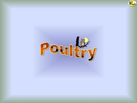 Poultry.