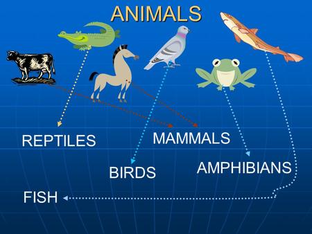 ANIMALS MAMMALS REPTILES AMPHIBIANS BIRDS FISH.