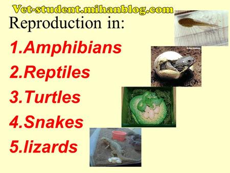 Reproduction in: Amphibians Reptiles Turtles Snakes lizards