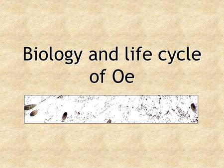Biology and life cycle of Oe