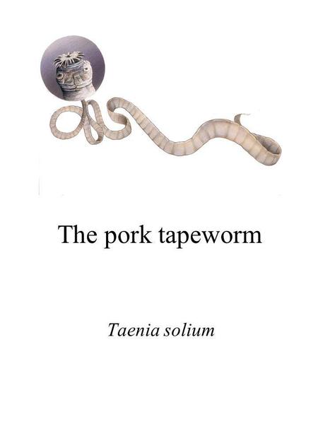 The pork tapeworm Taenia solium.