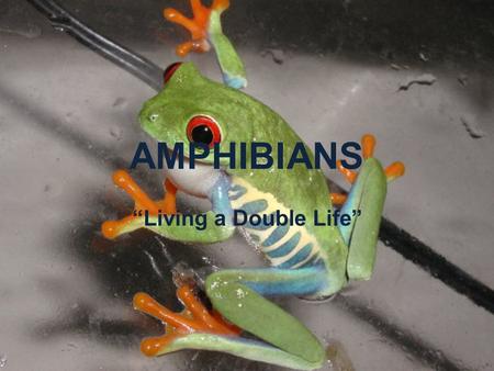 AMPHIBIANS “Living a Double Life”.