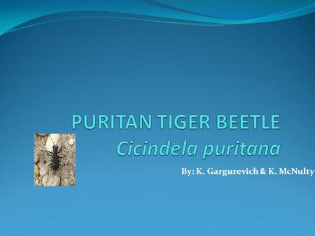 By: K. Gargurevich & K. McNulty. Kingdom: Animalia Phylum: Arthropoda Class: Insecta Order: Coleptera Family: Cicindelidae Genus: Cicindela Species: puritana.