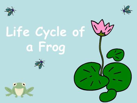 Life Cycle of a Frog.