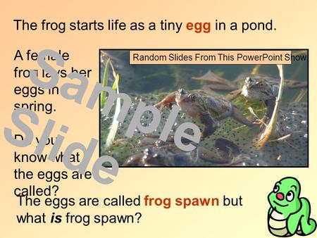 The frog starts life as a tiny egg in a pond. A female frog lays her eggs in spring. Do you know what the eggs are called? The eggs are called frog spawn.