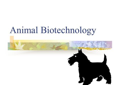 Animal Biotechnology. Animal Biotech Animals provide a number of products we use in every day life: Milk Leather Wool Eggs Meat.