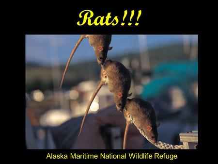 Rats!!! Alaska Maritime National Wildlife Refuge.