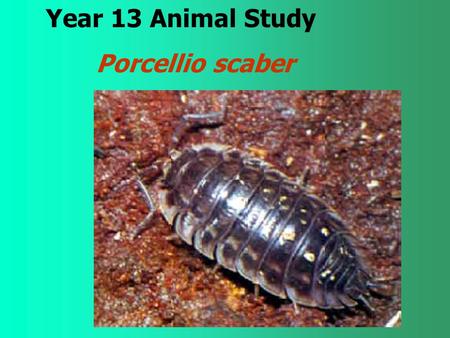 Year 13 Animal Study Porcellio scaber.