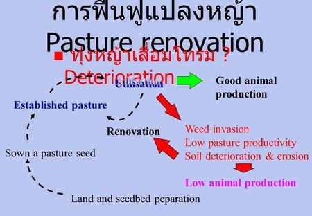 การฟื้นฟูแปลงหญ้า Pasture renovation  ทุ่งหญ้าเสื่อมโทรม ? Deterioration Established pasture Sown a pasture seed Land and seedbed peparation Good animal.