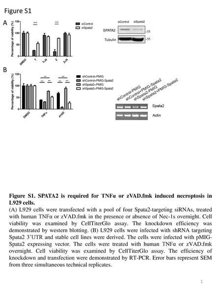 Figure S1 A B Figure S1. SPATA2 is required for TNFα or zVAD.fmk induced necroptosis in L929 cells. (A) L929 cells were transfected with a pool of four.