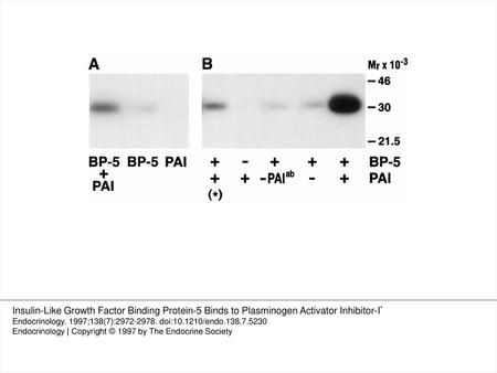 Figure 1. Coimmunoprecipitation of IGFBP-5 and PAI-1