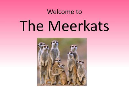 Welcome to The Meerkats