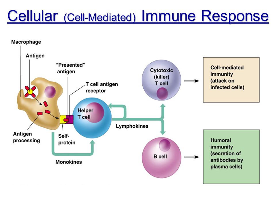 download receptors in the developing