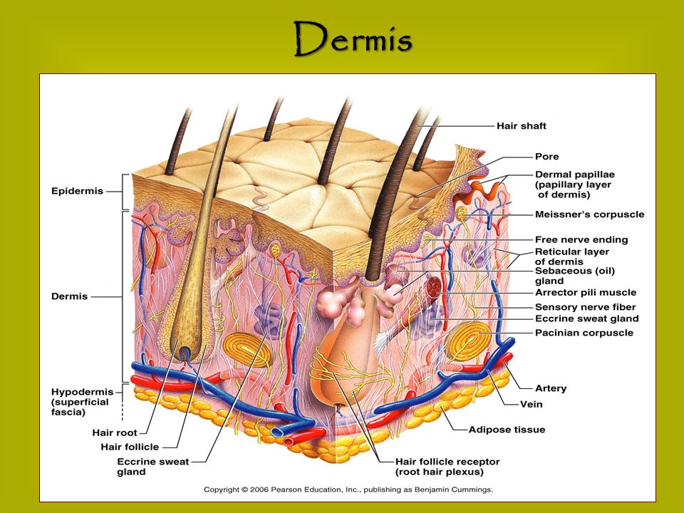 download dissociation and the dissociative disorders dsm v and