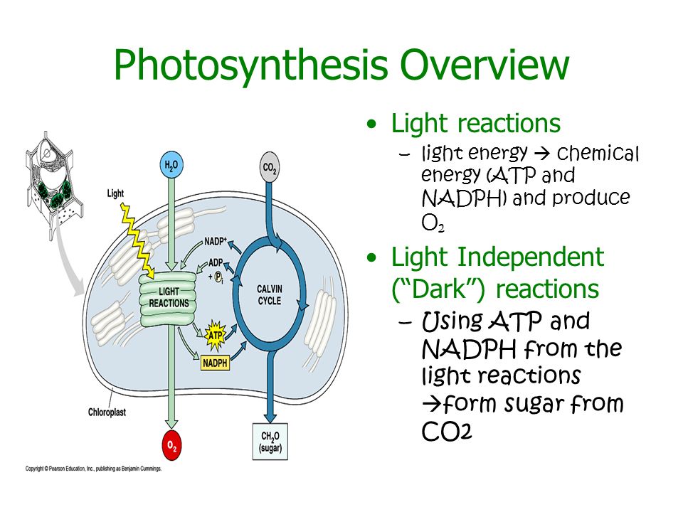 Chapter 4 Photosynthesis. - ppt video online download