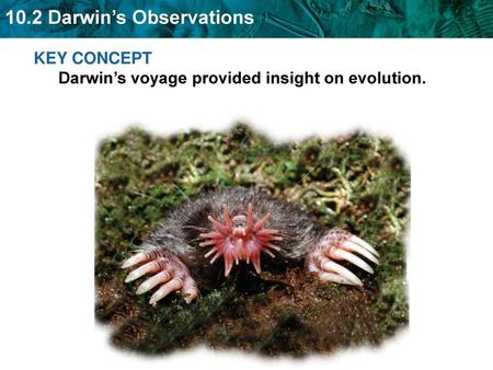 KEY CONCEPT  Darwin’s voyage provided insight on evolution.