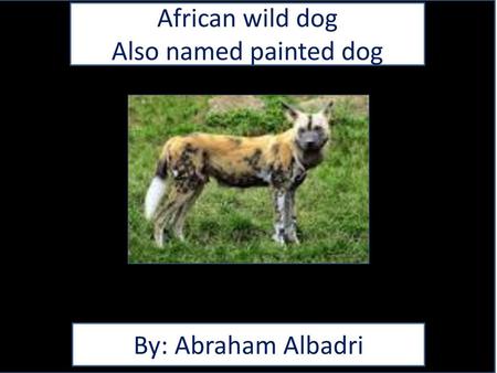 African wild dog Also named painted dog By: Abraham Albadri