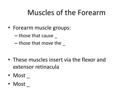 Muscles of the Forearm Forearm muscle groups: