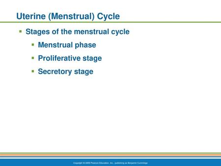 Uterine (Menstrual) Cycle