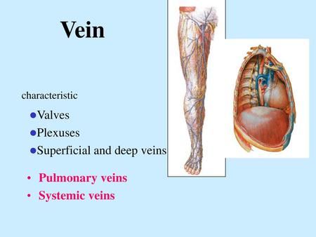 Vein Valves Plexuses Superficial and deep veins Pulmonary veins