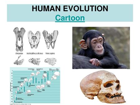 HUMAN EVOLUTION Cartoon