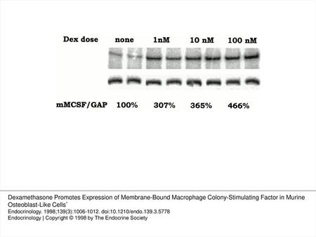 Figure 5. 1,25-(OH)2D plus Dex dose response for increased mMCSF by RT-PCR. Semiquantitative RT-PCR for mMCSF and GAP was performed in controls.