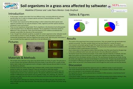 Soil organisms in a grass area affected by saltwater