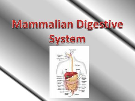 Mammalian Digestive System