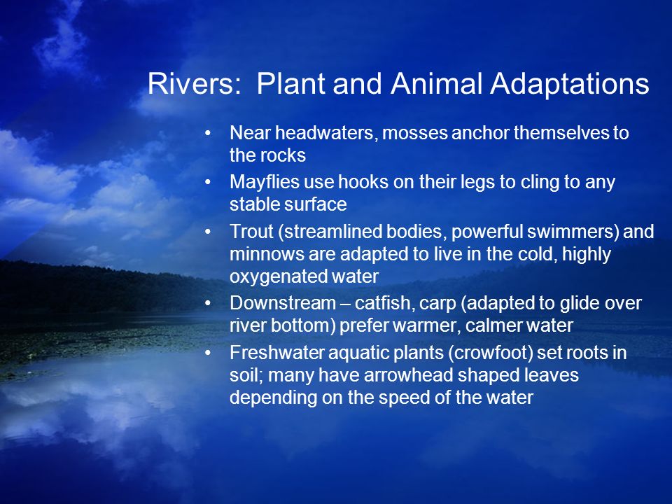 Animal And Plant Adaptations In Rivers - Lessons - Blendspace