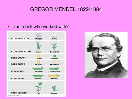 GREGOR MENDEL 1822-1884 The monk who worked with?.