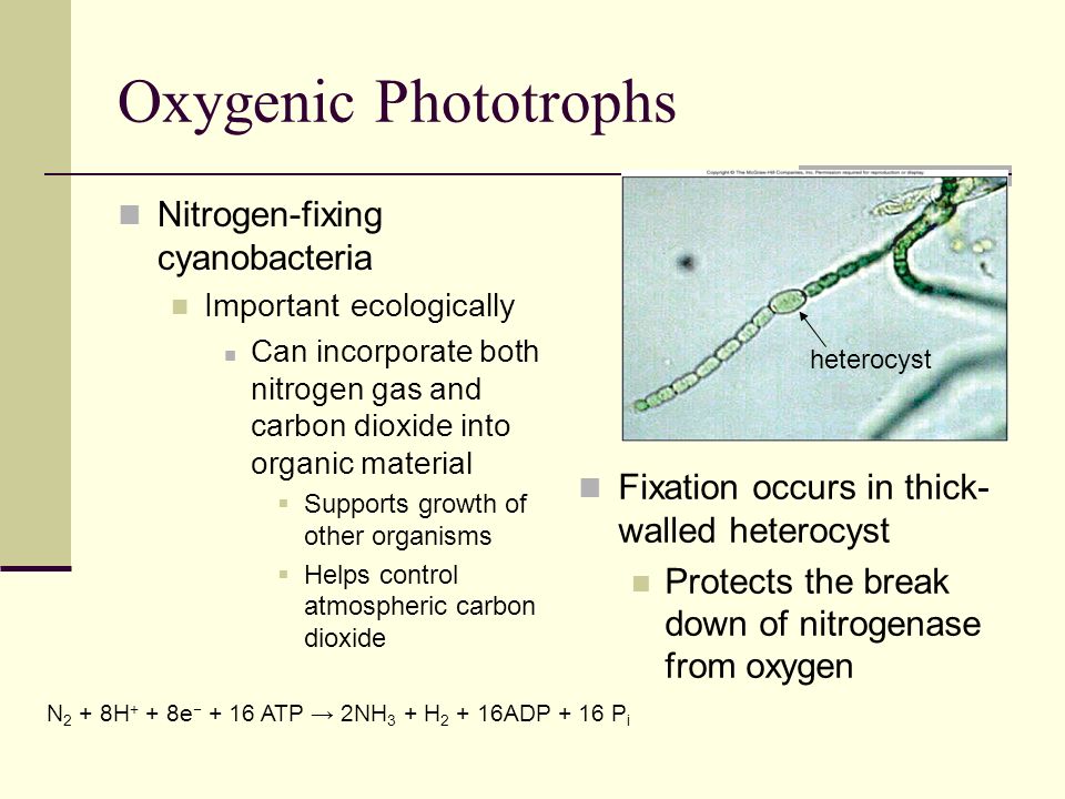 Nitrogen - Wikipedia