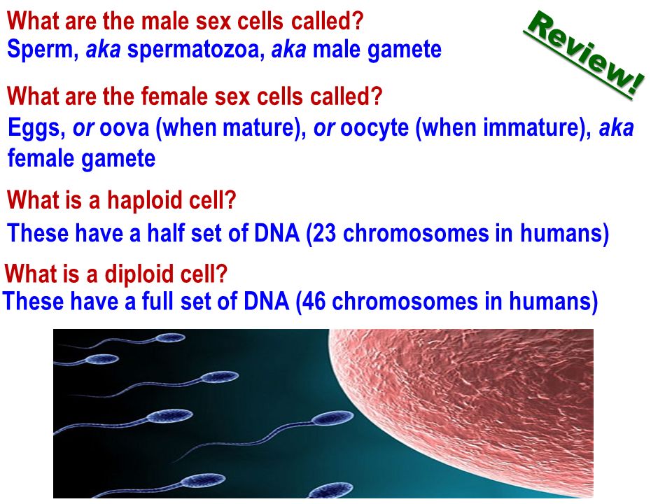 What Is The Male Sex Cell Called 93