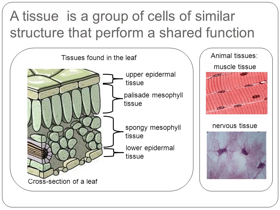 A Group Of Cells That Perform Similar Functions 69